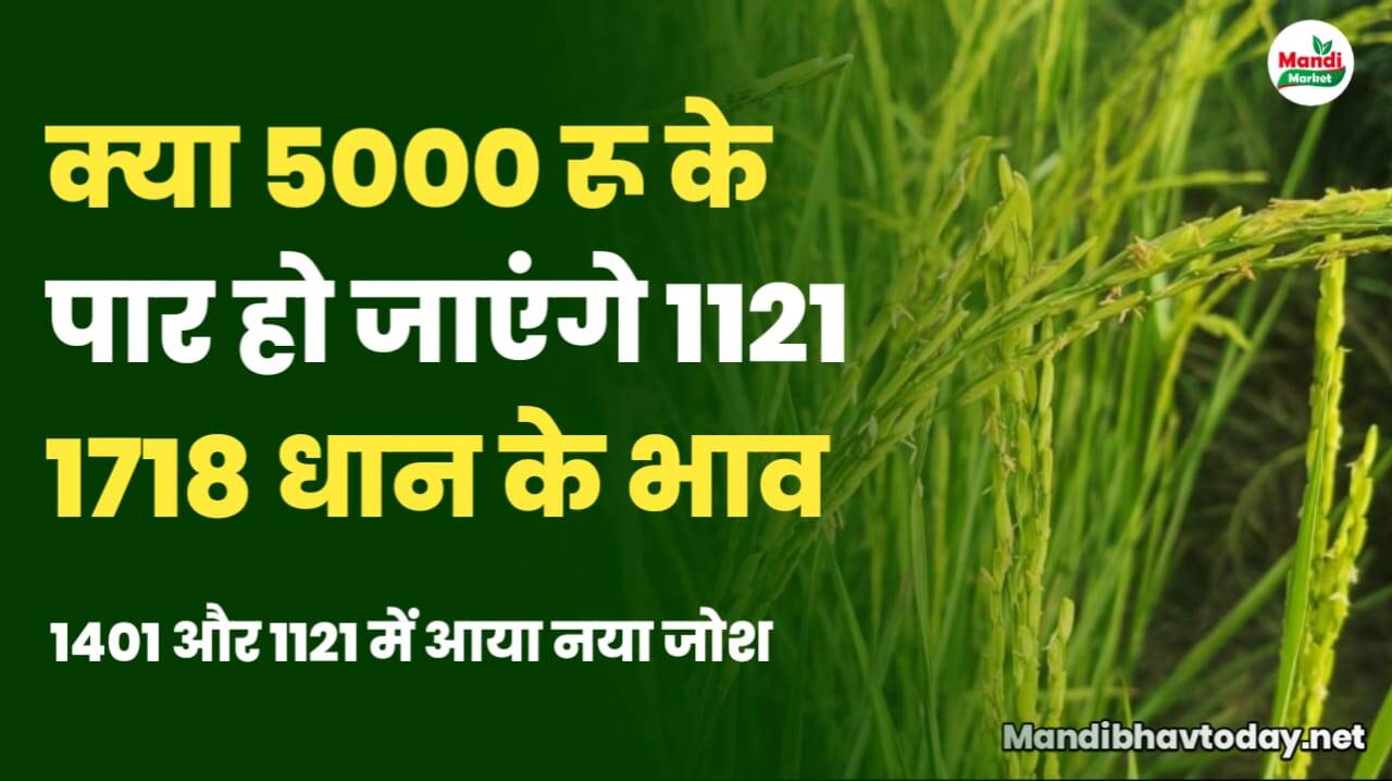 क्या 5000 के पार हो जाएंगे 1121 और 1718 धान के भाव | जाने आज की तेजी मंदी रिपोर्ट में