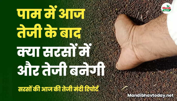 सलोनी 6375, जयपुर 5875 जाने और कितनी तेज  होगी सरसों