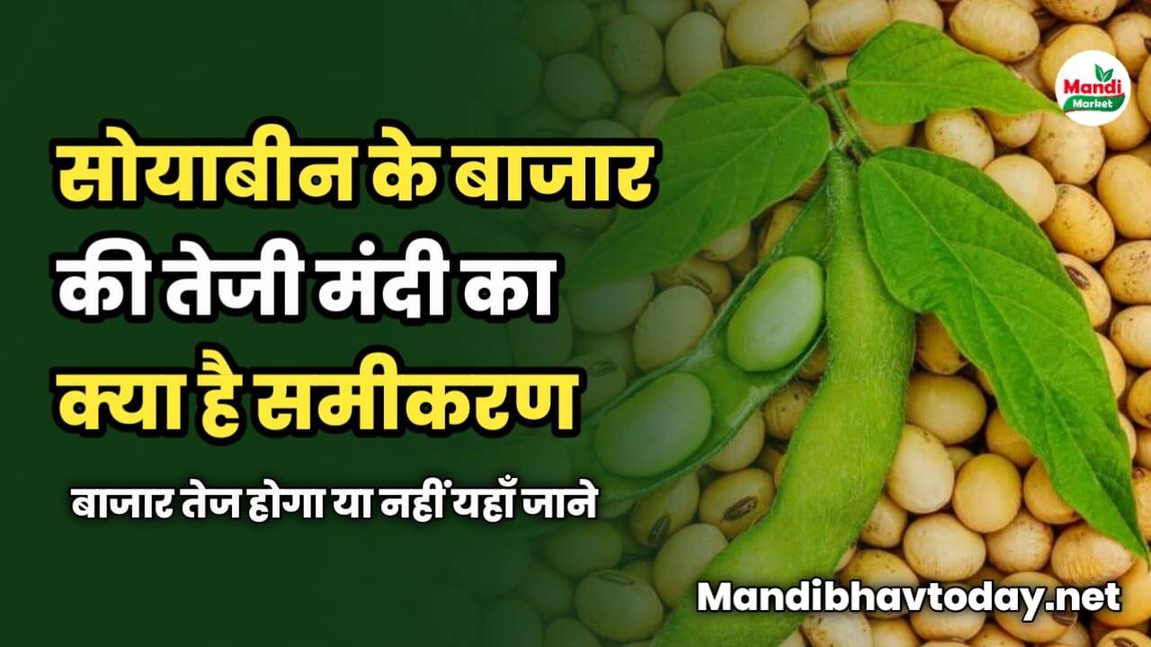 सोयाबीन के बाजार की तेजी मंदी का क्या है समीकरण | बाजार तेज होगा या नहीं ? यहाँ जाने