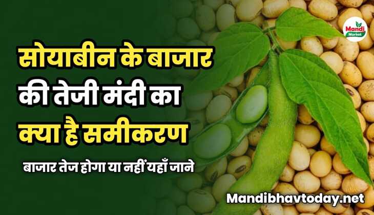 सोयाबीन के बाजार की तेजी मंदी का क्या है समीकरण | बाजार तेज होगा या नहीं ? यहाँ जाने