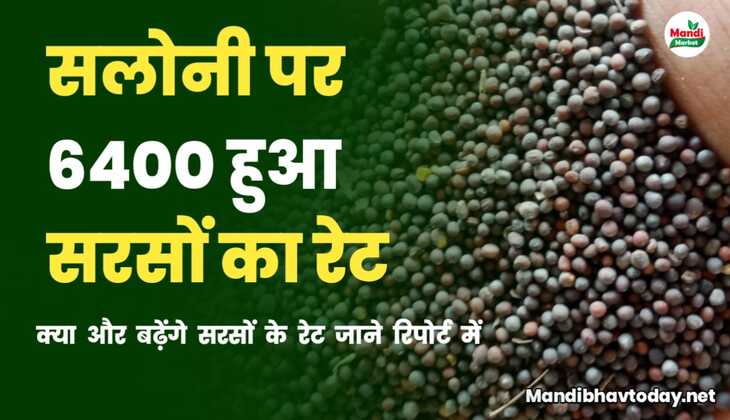 6400 पहुंची सरसों | रोके या बेचे | सरसों तेजी मंदी रिपोर्ट