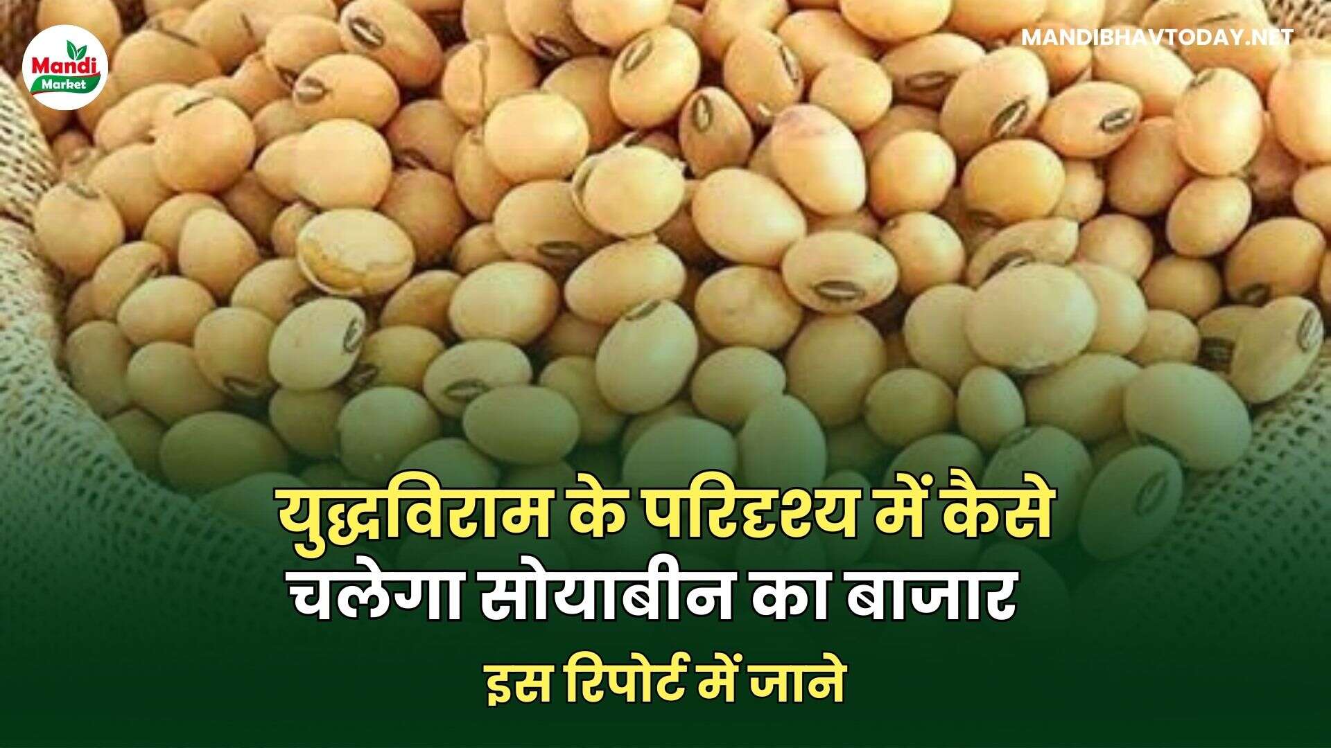 युद्धविराम के परिदृश्य में कैसे चलेगा सोयाबीन का बाजार | इस रिपोर्ट में जाने