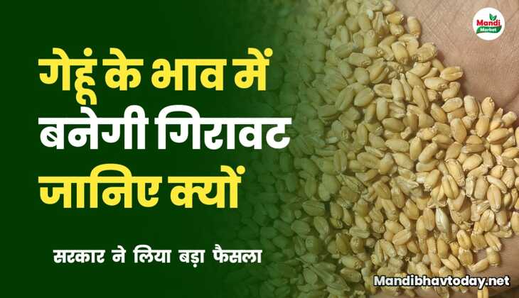 गेहूं में तेजी पर लगेगा ब्रेक | जानिए कितने गिर सकते हैं भाव
