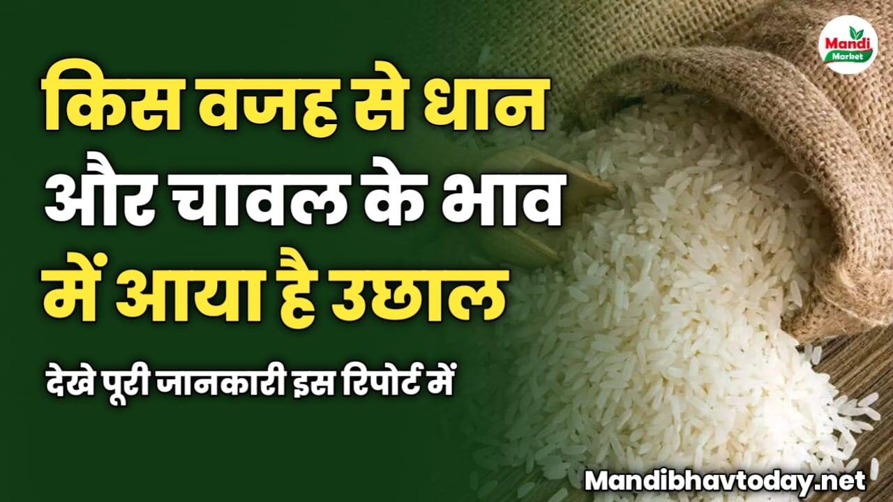 किस वजह से धान और चावल की कीमतों में आया है उछाल | देखे पूरी जानकारी इस रिपोर्ट में 