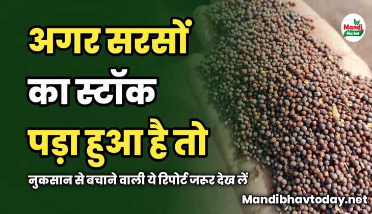 अगर सरसों का स्टॉक पड़ा हुआ है तो नुकसान से बचाने वाली ये रिपोर्ट जरूर देख लें। सरसों बेचने से पहले ये रिपोर्ट देखने जरूरी है