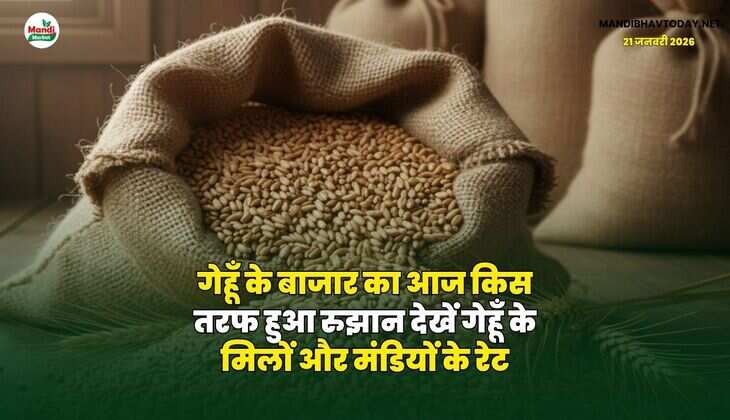 गेहूँ के बाजार का आज किस तरफ हुआ रुझान | देखें गेहूँ के मिलों और मंडियों के रेट
