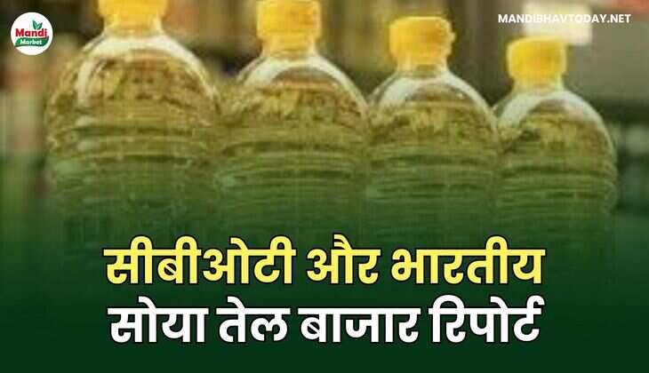 सीबीओटी और भारतीय सोया तेल बाजार रिपोर्ट