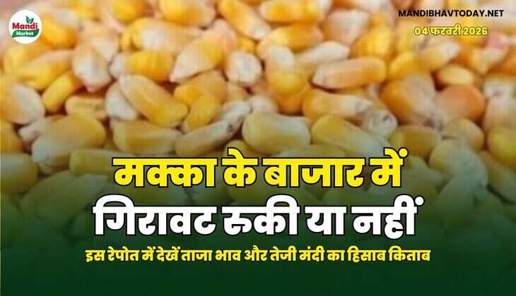 मक्का के बाजार में गिरावट रुकी या नहीं | इस रेपोत में देखें ताजा भाव और तेजी मंदी का हिसाब किताब