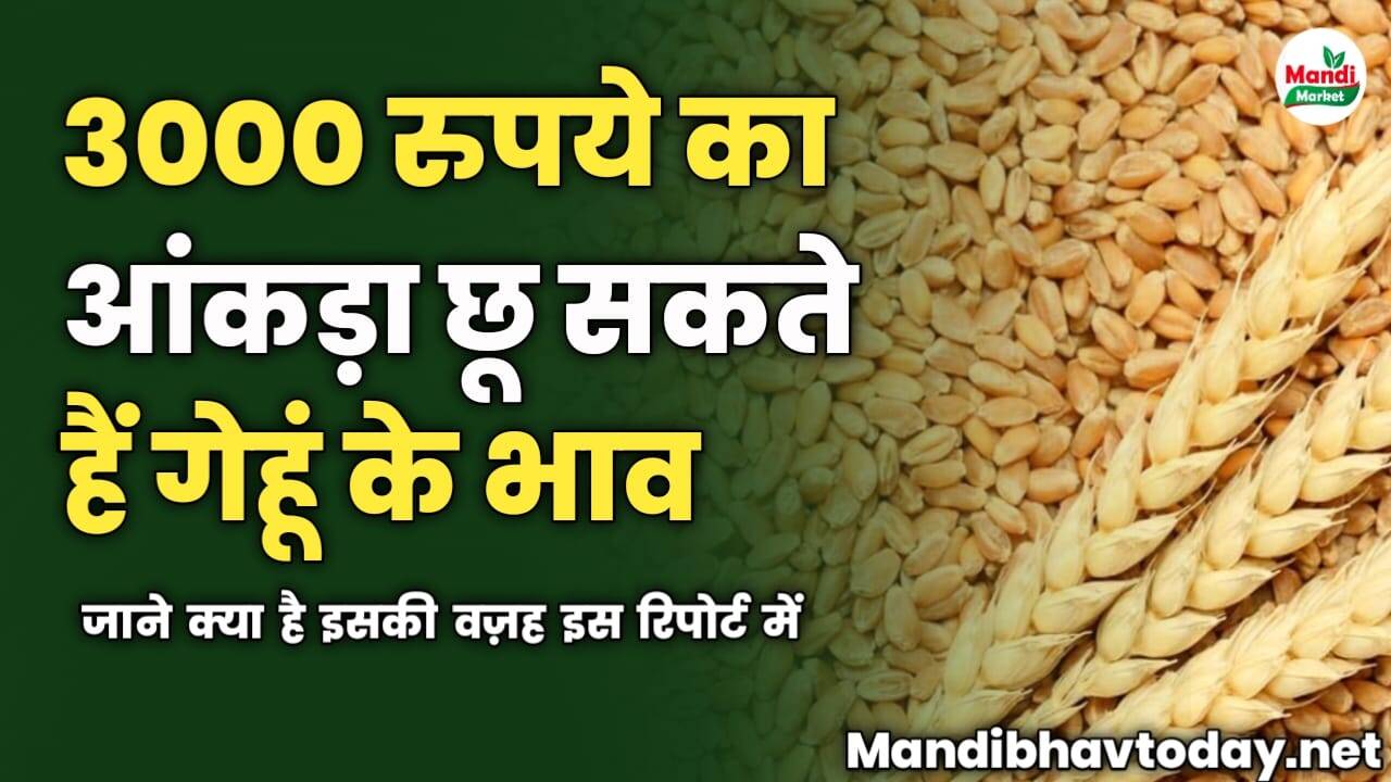 3000 रुपये का आंकड़ा छू सकते हैं गेहूं के भाव | जाने क्या है इसकी वज़ह