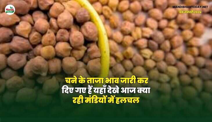 चने के ताजा भाव जारी कर दिए गए हैं | यहाँ देखे आज क्या रही मंडियों में हलचल