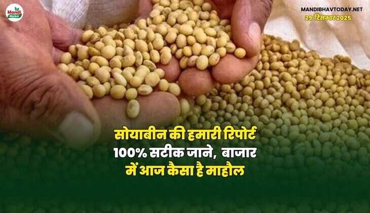 सोयाबीन की हमारी रिपोर्ट 100% सटीक जाने,  बाजार में आज कैसा है माहौल।