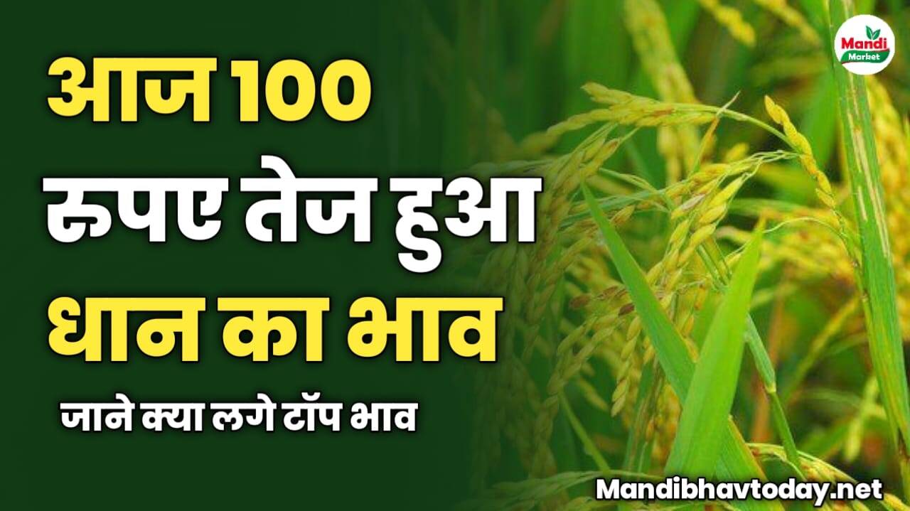 आज 100 रुपए तेज हुआ धान का भाव | जाने क्या लगे टॉप भाव