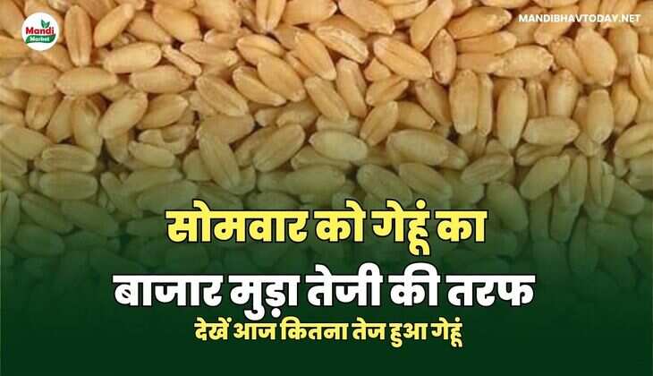   गेहूं का बाजार  