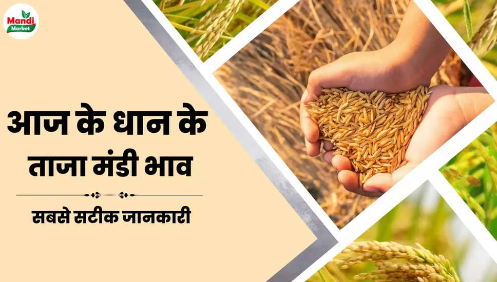 बासमती धान और चावल के ताजा भाव | Basmati Paddy And Rice Rate Today 25 March 2023