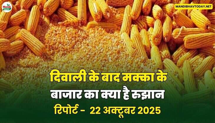 दिवाली के बाद मक्का के बाजार का क्या है रुझान
