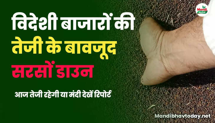 mustard teji mandi report