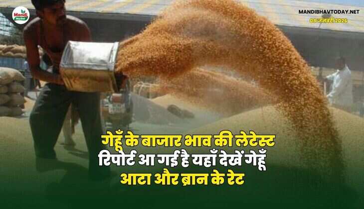 गेहूँ के बाजार भाव की लेटेस्ट रिपोर्ट आ गई है | यहाँ देखें गेहूँ आटा और ब्रान के रेट