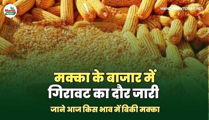 मक्का के बाजार में गिरावट का दौर जारी | जाने आज किस भाव में&nbsp;बिकी&nbsp;मक्का