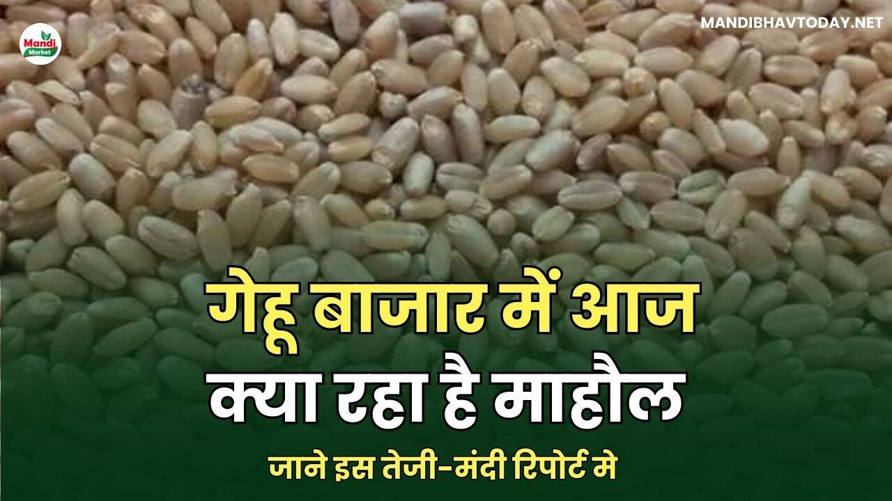 जाने इस गेहू की तेजी-मंदी रिपोर्ट मे 