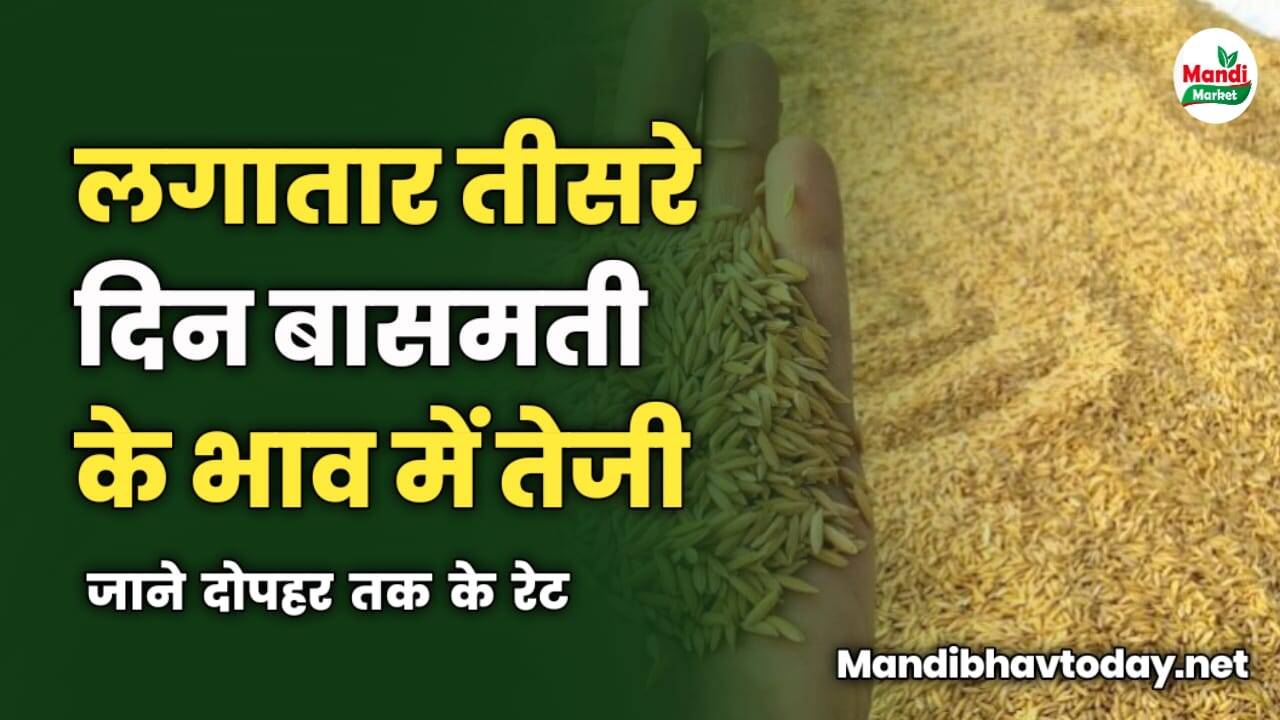 लगातार तीसरे दिन बासमती के भाव में तेजी | जाने दोपहर तक के रेट