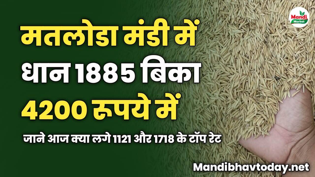 आज मतलोडा मंडी में धान 1885 बिका 4200 रूपये में | जाने आज क्या लगे 1121 और 1718 के टॉप रेट