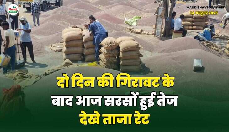 दो दिन की गिरावट के बाद आज सरसों हुई तेज | देखे ताजा रेट