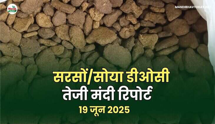 सरसों/सोया डीओसी तेजी मंदी रिपोर्ट 19 जून 25