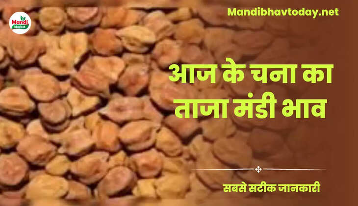 मंदी है या तेजी जानिए क्या खुले हैं आज चने के रेट Chana Live Rate Today 26 july 2023 