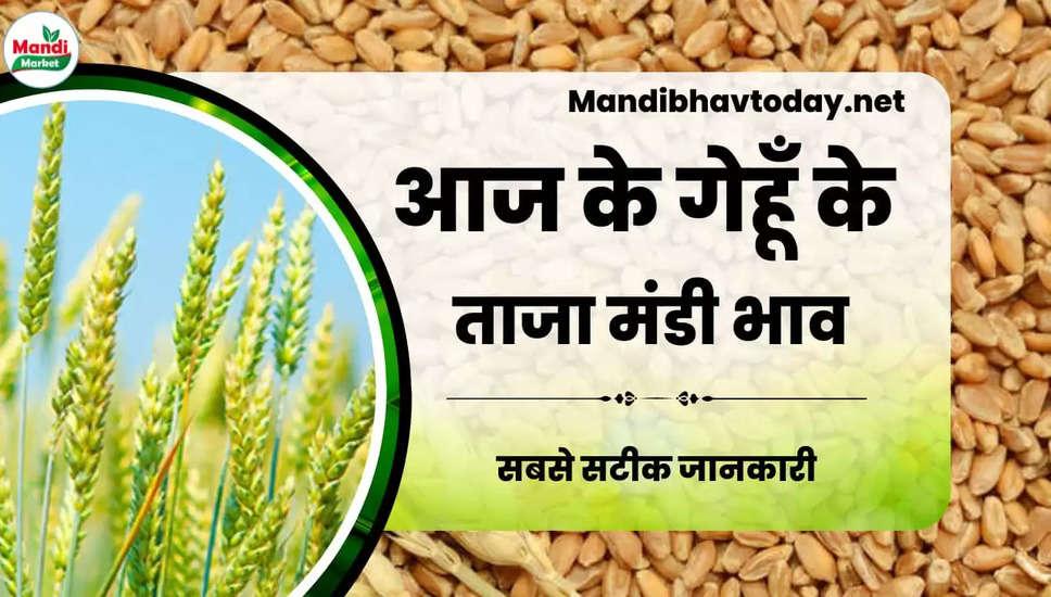  देखें आज के गेहूं/कनक के लाइव रेट wheat kanak gehu Live Rate Today 27 Jan 2023