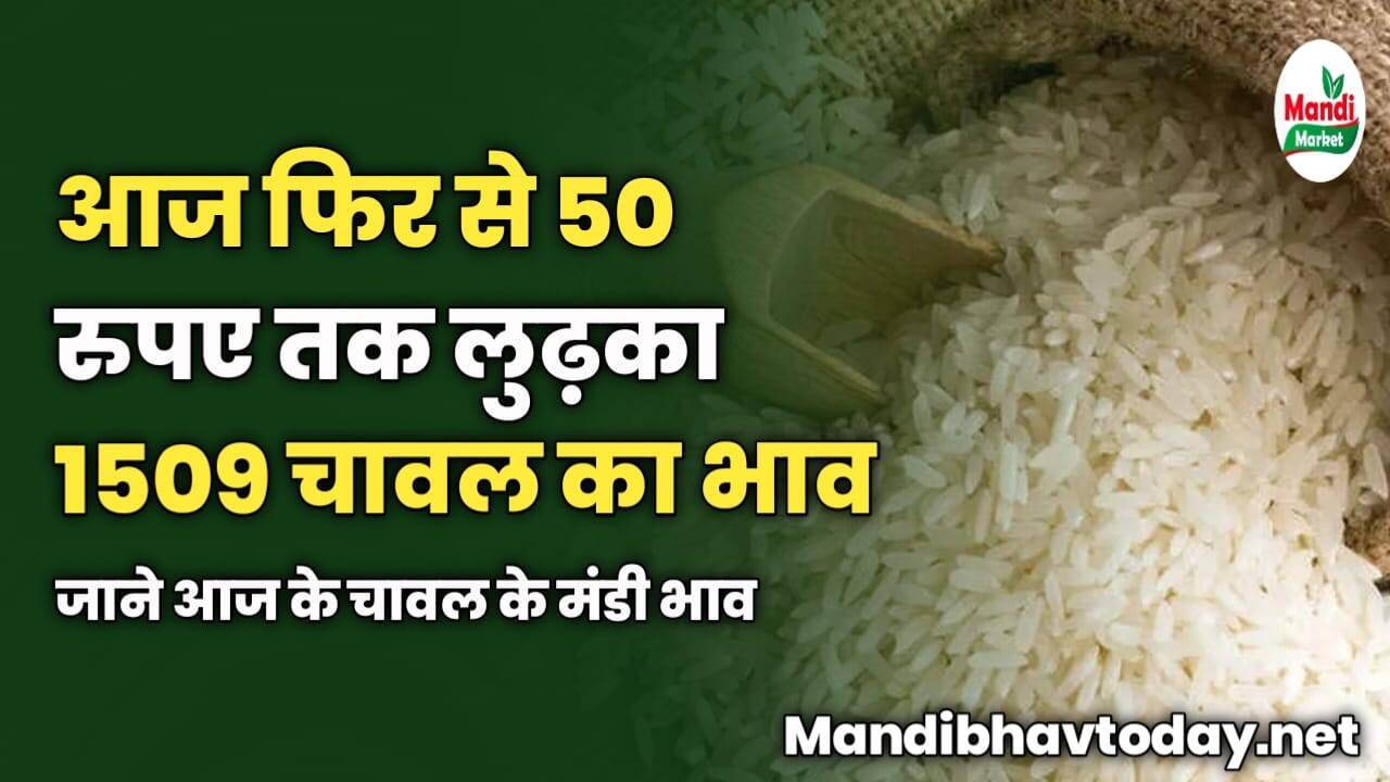 आज फिर से 1509 चावल लुढ़का 50 रुपए तक | जाने आज के चावल के मंडी भाव