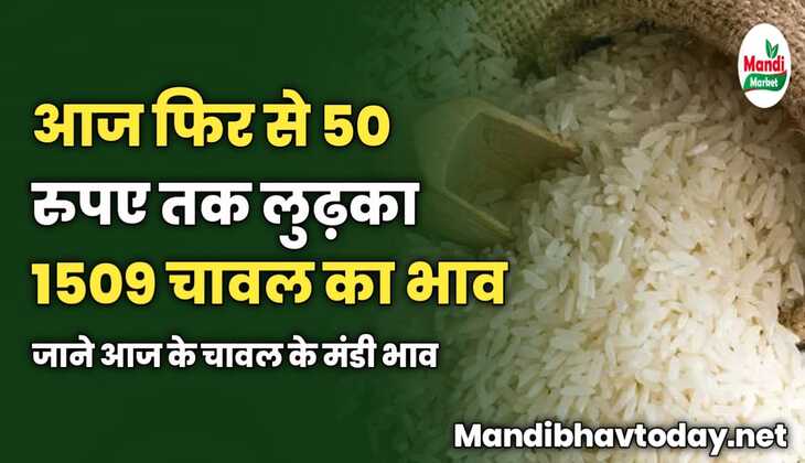 आज फिर से 1509 चावल लुढ़का 50 रुपए तक | जाने आज के चावल के मंडी भाव 