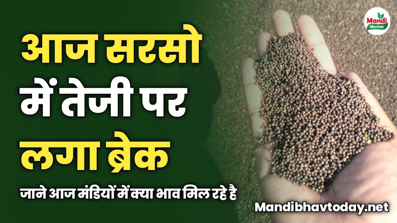 आज सरसो में तेजी पर लगा ब्रेक | जाने आज मंडियों में क्या भाव मिल रहे है