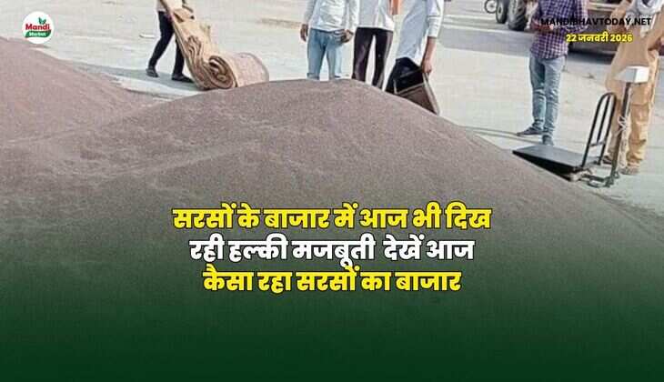 सरसों के बाजार में आज भी दिख रही हल्की मजबूती | देखें आज कैसा रहा सरसों का बाजार