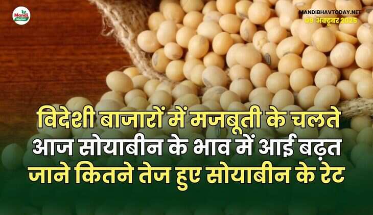 विदेशी बाजारों में मजबूती के चलते आज सोयाबीन के भाव में आई बढ़त | जाने कितने तेज हुए सोयाबीन के रेट