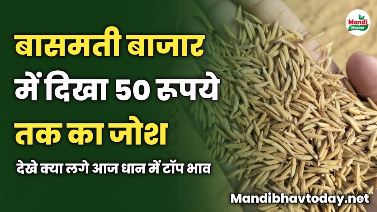 आज बासमती बाजार में दिखा 50 रूपये तक का जोश | देखे क्या लगे आज धान में टॉप भाव