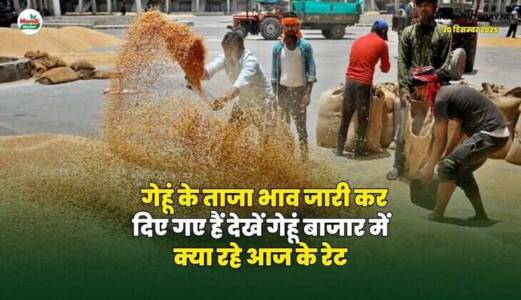 गेहूं के ताजा भाव जारी कर दिए गए हैं | देखें गेहूं बाजार में क्या रहे आज के रेट