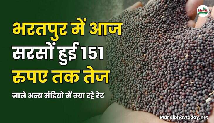 भरतपुर में आज सरसों हुई 151 रुपए तक तेज | जाने अन्य मंडियो में क्या रहे रेट | Mustard Rates 01 April 2025