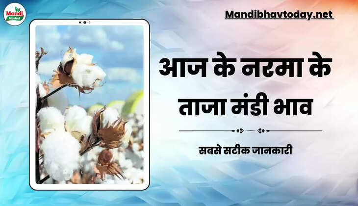 Aaj Ka Narma Ka bhav नरमा और कपास के ताजा मंडी भाव Narma Price Today 31 January 2023