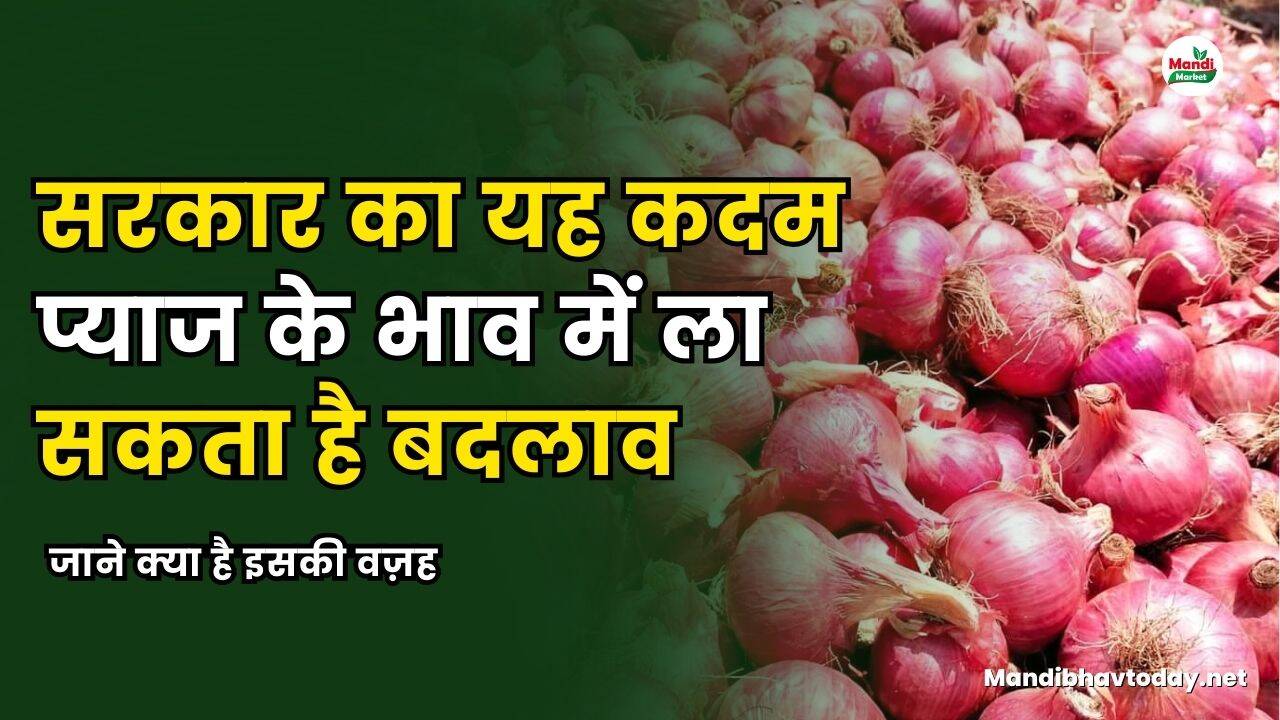 सरकार का यह कदम प्याज के भाव में ला सकता है बदलाव | देखें पूरी रिपोर्ट