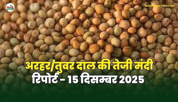 अरहर /तुवर  दाल की तेजी मंदी रिपोर्ट  - 15 दिसम्बर 2025
