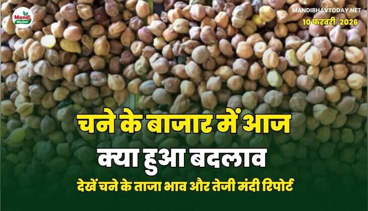 चने के बाजार में आज क्या हुआ बदलाव | देखें चने के ताजा भाव और तेजी मंदी रिपोर्ट