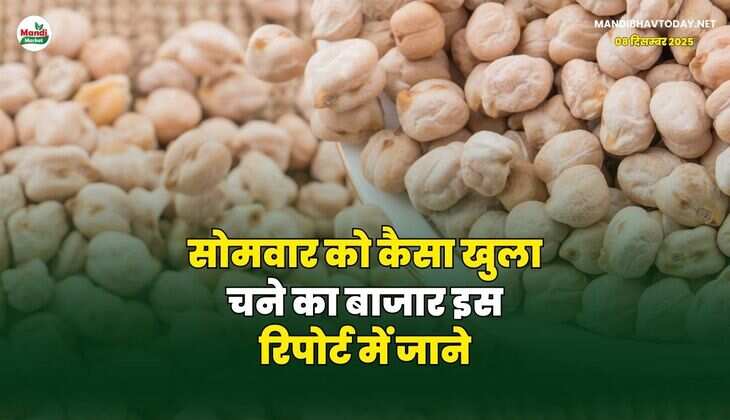 सोमवार को कैसा खुला चने का बाजार | इस रिपोर्ट में जाने