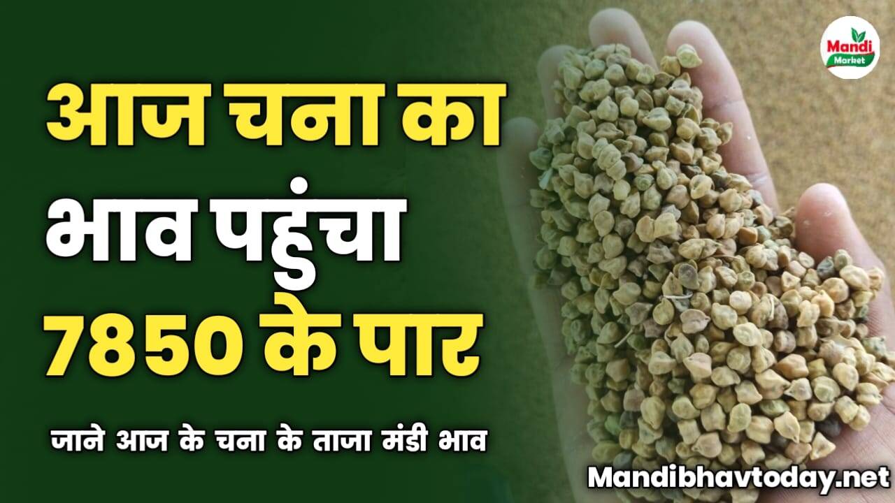 आज चना का भाव पहुंचा 7850 के पार | जाने आज के चना के ताजा मंडी भाव