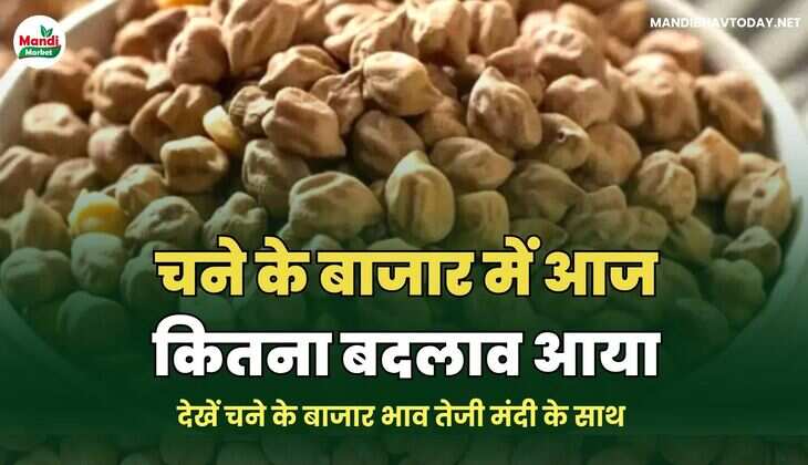 चने के बाजार में आज कितना बदलाव आया | देखें चने के बाजार भाव तेजी मंदी के साथ 