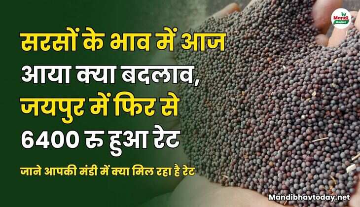 सरसों के भाव में आज आया क्या बदलाव | जयपुर में फिर से 6400 हुआ रेट | जाने आपकी मंडी में क्या मिल रहा है रेट