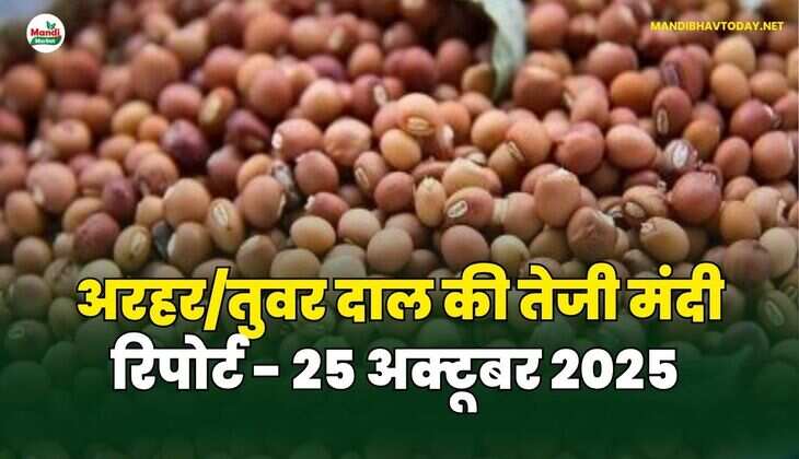 अरहर /तुवर  दाल की तेजी मंदी रिपोर्ट - 25 अक्टूबर 2025