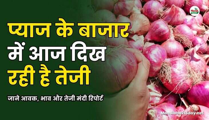 जाने आवक, भाव और  तेजी मंदी रिपोर्ट