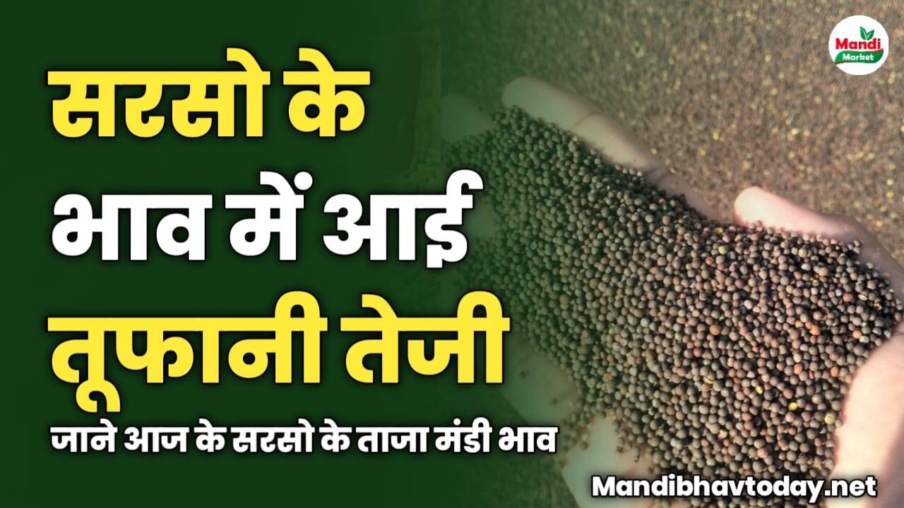 सरसो के भाव में आई तूफानी तेजी | जाने आज के सरसो के ताजा मंडी भाव