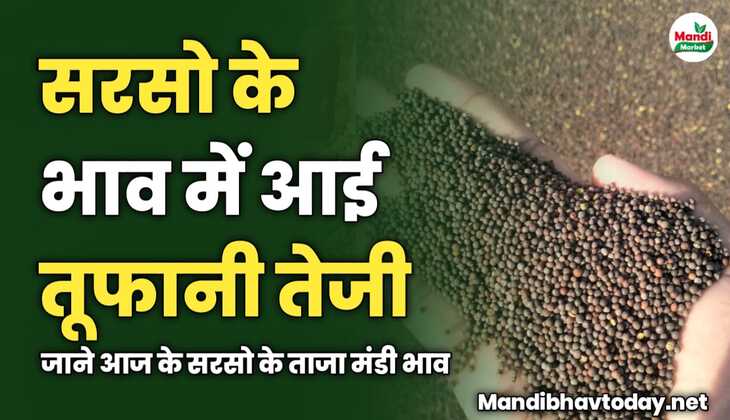 सरसो के भाव में आई तूफानी तेजी | जाने आज के सरसो के ताजा मंडी भाव 