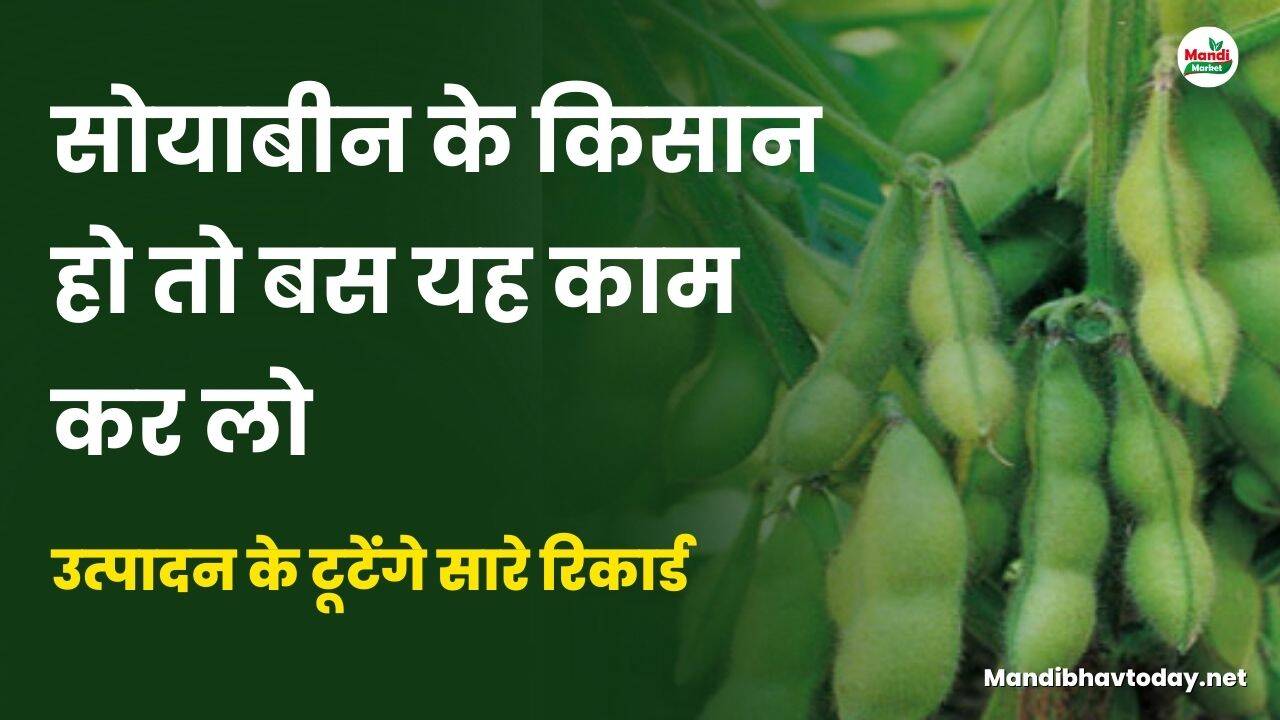 सोयाबीन के किसान हो तो बस यह काम कर लो | उत्पादन के टूटेंगे सारे रिकार्ड | जाने पूरी डिटेल्स